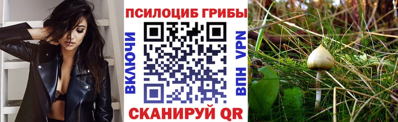 продажа наркотиков  Шенкурск  Галлюциногенные грибы MAGIC MUSHROOMS 
